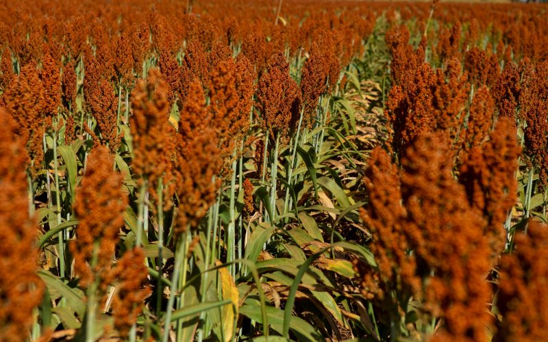 Sorgo igrowth é opção rentável para a cobertura de solo na reforma do canavial